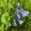 Shamanic Healing