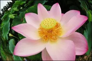Just for today I will be kind to my neighbour and every living thing